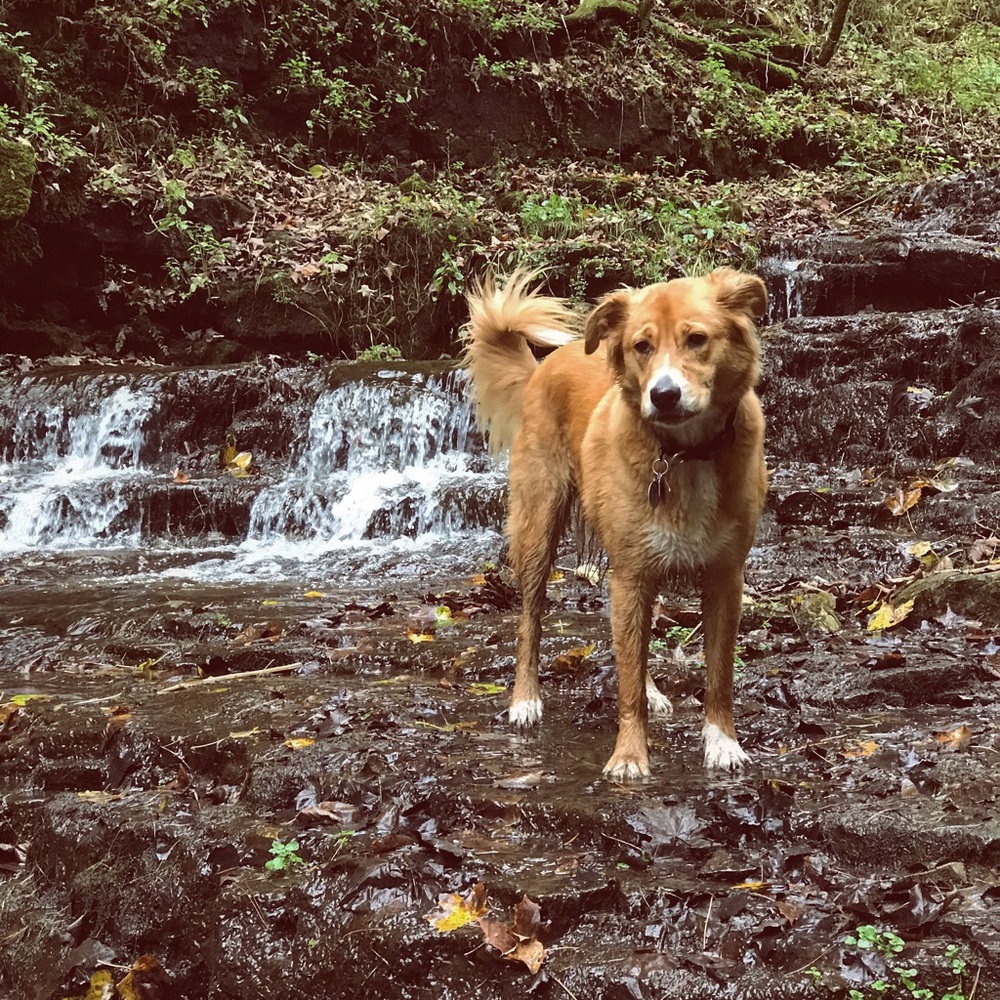 Meet your Poshers, Mac & Al!